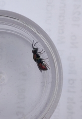 Spintharina versicolor