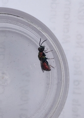 Spintharina versicolor