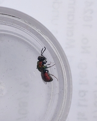 Spintharina versicolor