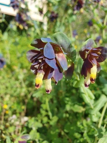 Image of Cerinthe retorta by (c) connyklein, some rights reserved (CC BY)