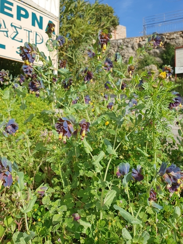 Image of Cerinthe retorta by (c) connyklein, some rights reserved (CC BY)