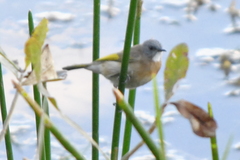 Conopophila albogularis