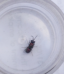 Spintharina versicolor