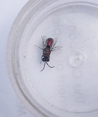 Spintharina versicolor