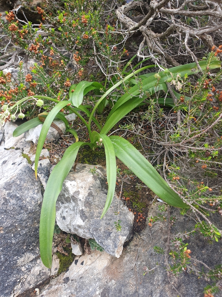 Scilla messeniaca, Peloponnese, Peloponnese, Western Greece and the Ionian Islands, GR