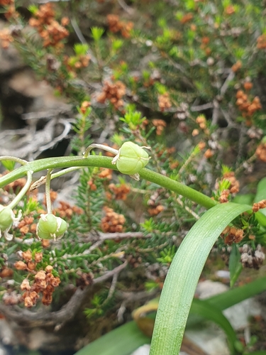 Scilla messeniaca