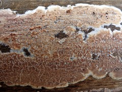 Cylindrobasidium evolvens