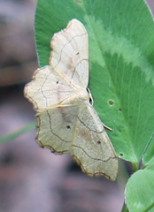 Idaea emarginata