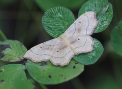 Idaea emarginata