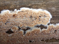 Cylindrobasidium evolvens