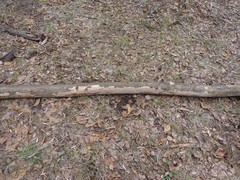 Cylindrobasidium evolvens