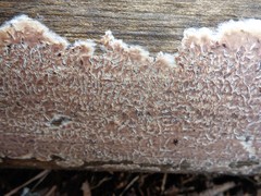 Cylindrobasidium evolvens