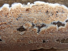 Cylindrobasidium evolvens