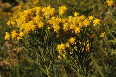 Galatella biflora
