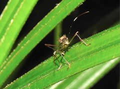 Marcius longirostris