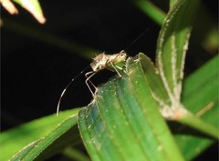 Marcius longirostris