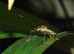 Marcius longirostris