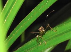 Marcius longirostris