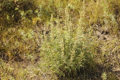 Artemisia macrantha