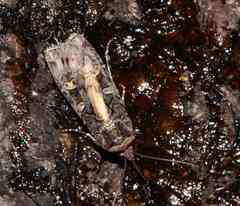 Actebia fennica