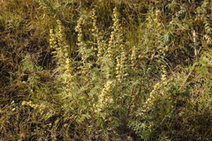 Artemisia macrantha