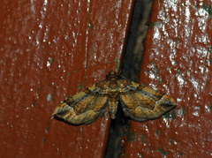 Pelurga comitata