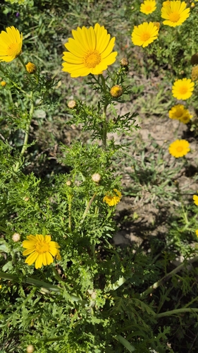 Garland Daisy