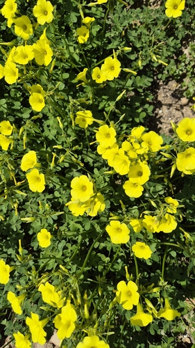 Bermuda buttercup