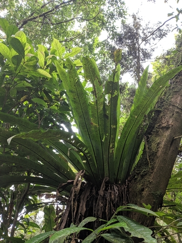 Asplenium antiquum, photograph 6