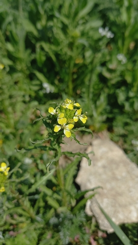 Spreading Wallflower