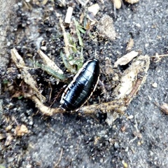 Loboptera decipiens