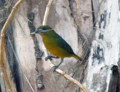 Euphonia chrysopasta