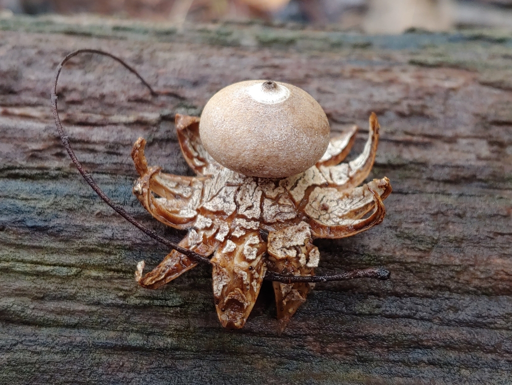Geastrum calceum