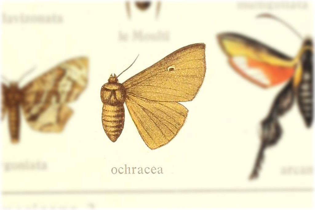 Tanyodes ochracea