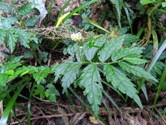 Elatostema hypoglaucum