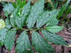 Elatostema hypoglaucum
