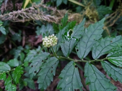 Elatostema hypoglaucum