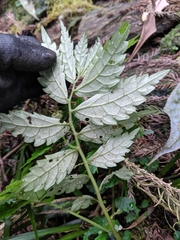Elatostema hypoglaucum