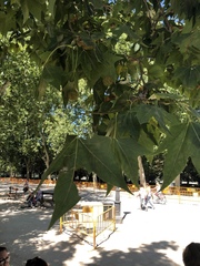 Platanus × hispanica