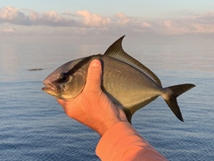 Seriola rivoliana