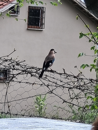 Eurasian Jay