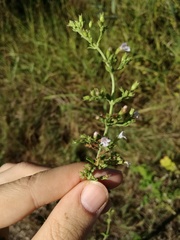 Clinopodium nepeta