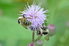Bombus veteranus