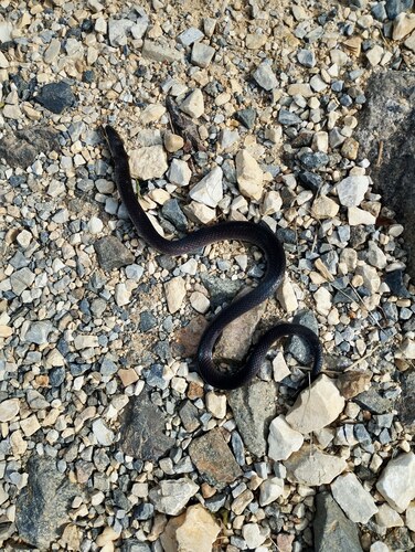 Plumbeous Mussurana