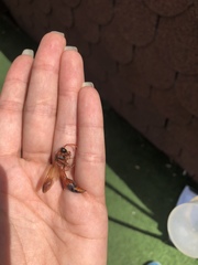 Delta dimidiatipenne