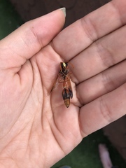 Delta dimidiatipenne