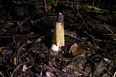 Phallus lutescens