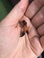 Delta dimidiatipenne
