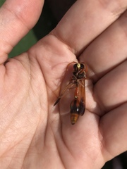 Delta dimidiatipenne