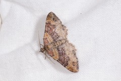 Xanthorhoe spadicearia